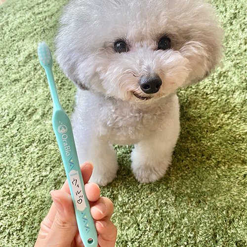 わんわんalive】犬の歯科衛生士と共同開発したペット用歯ブラシ